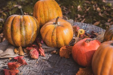 Turuncu balkabaklarını kapat, sebze mevsimi konsepti, Ekim hasadı.