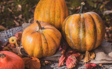 Turuncu balkabaklarını kapat, sebze mevsimi konsepti, Ekim hasadı.
