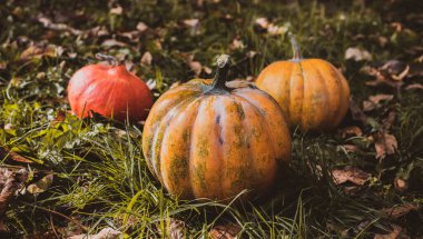 Turuncu balkabaklarını kapat, sebze mevsimi konsepti, Ekim hasadı.