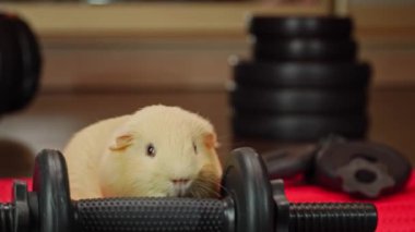 Kobay spor salonunda egzersiz yapıyor..