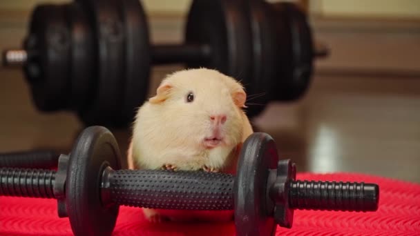 Das Meerschweinchen Trainiert Der Turnhalle — Stockvideo