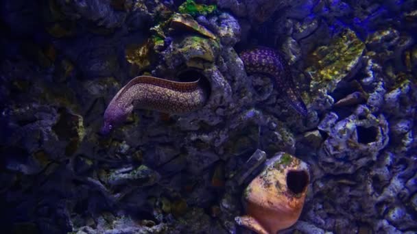 Moray Anguilla Tigre Bellissimo Acquario — Video Stock