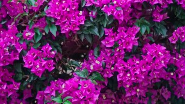 Çiçek açan begonvillerin güzel çalılıkları.