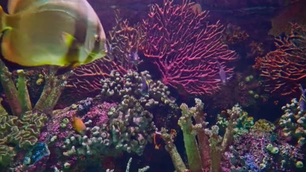 Platax Fische Einem Wunderbaren Aquarium — Stockvideo