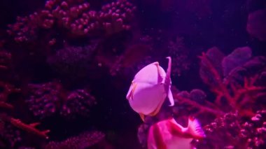 Acanthuridae balığı harika bir akvaryumda.