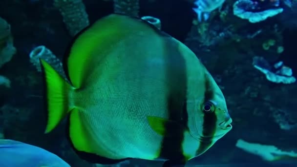Platax Fish Wonderful Aquarium — Stock Video