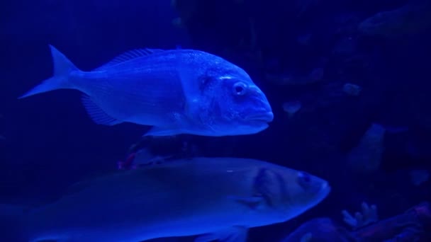 Funny Fish Aquarium Blue Illumination — Stock Video