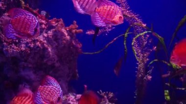 Güzel bir akvaryumdaki Symphysodon diski.