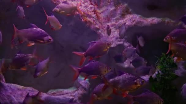 一个漂亮的水族馆里的梭鱼 — 图库视频影像