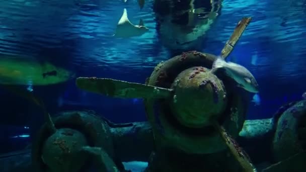 巨大な水族館で沈没した飛行機の前をサメが泳いでいます — ストック動画