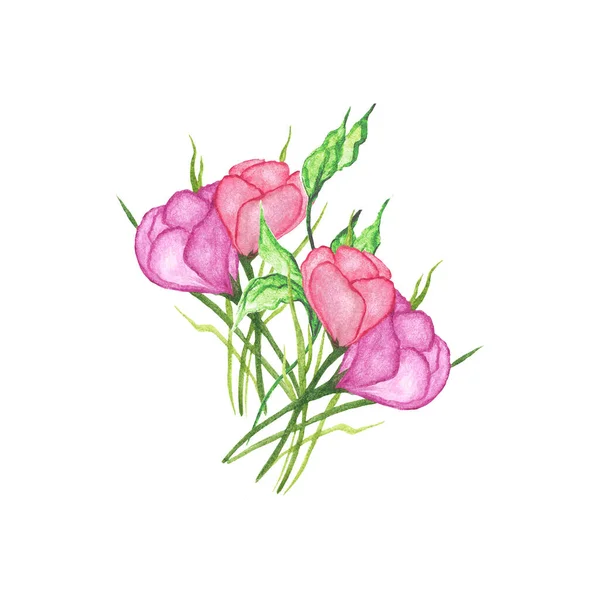 Pink crocuses in green grass isolated on white background. Primroses. Spring watercolor illustration. For advertising, postcards, invitations, stickers. — Stock Photo, Image