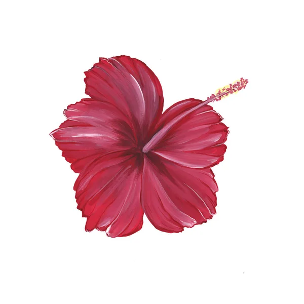 Jasnoczerwony hibiskus izolowany na białym tle. Chińska róża. Tropikalny kwiat. Ręcznie rysowany akwarela ilustracja. Do projektowania pocztówek, nadruków, naklejek, opakowań. Zdjęcia Stockowe bez tantiem