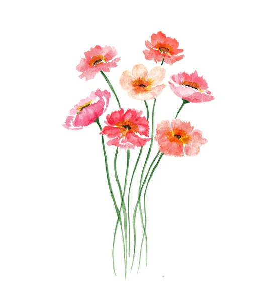 Flores cor de rosa de cosmos e papoilas. Buquê delicado isolado em um fundo branco. Ilustração aquarela. Para o desenho de cartões postais, convites. — Fotografia de Stock