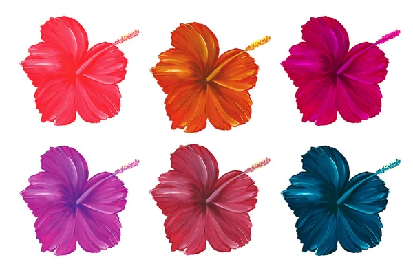 Conjunto de flores de hibisco em diferentes tons isolados em um fundo branco. Plantas tropicais exóticas. Ilustração aquarela. Para o design de cartões postais, banners, embalagens. Imagens Royalty-Free