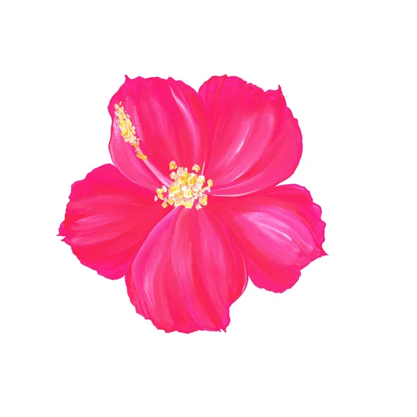 Flor hibisco rosa brilhante isolada sobre fundo branco. Planta exótica tropical no Havaí. Watercolor ilustração desenhada à mão. Para a concepção de cartões postais, estampas, embalagens. Fotografias De Stock Royalty-Free