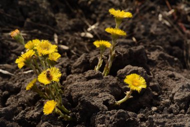 Arı, güneşli bir günde Coltsfoot çiçeklerinin üzerine oturur ve tozlaşır. Tussilago bitkisel ilaçlarda kullanılan bir bitkidir..