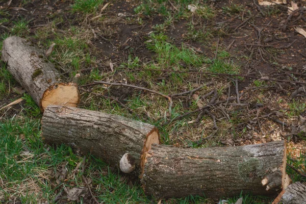 Tři Dřevěné Klády Leží Zemi Mezi Zelenou Trávou Kácení Stromů — Stock fotografie