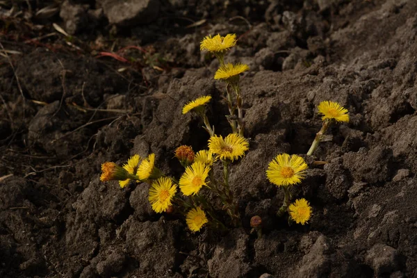 Bush Coltsfoot Flowers Grows Earth Sunny Day Yellow Spring Herbs — ストック写真