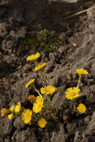 Coltsfoot Flowers Grow Earth Sunny Day Yellow Spring Herbs Used — ストック写真