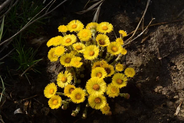 Bush Yellow Coltsfoot Flowers Closeup Sunny Day Herbs Medical Use — ストック写真