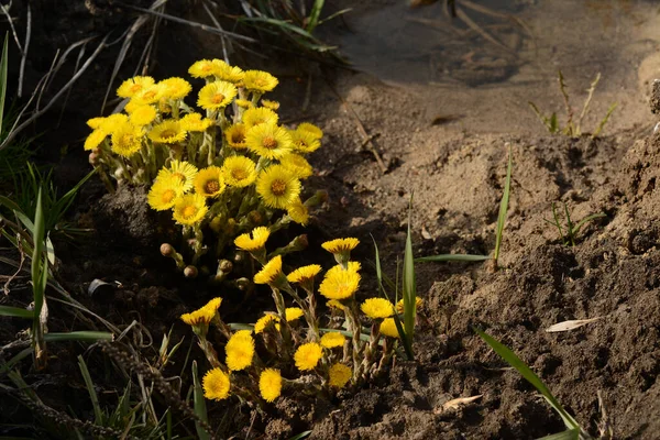 Two Bushes Yellow Coltsfoot Flowers Growing Earth Shore Water Sunny — Stock Photo, Image