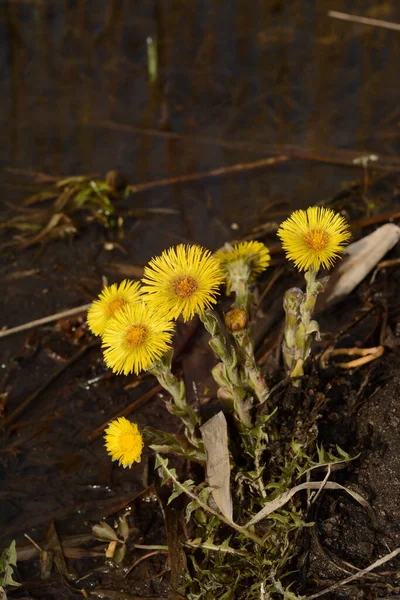 Coltsfoot Flowers Growing Shore Pond Yellow Spring Herbs Medical Use — ストック写真