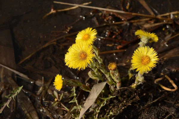 Coltsfoot Flowers Grow Shore Water Yellow Spring Herbs Medical Use — ストック写真