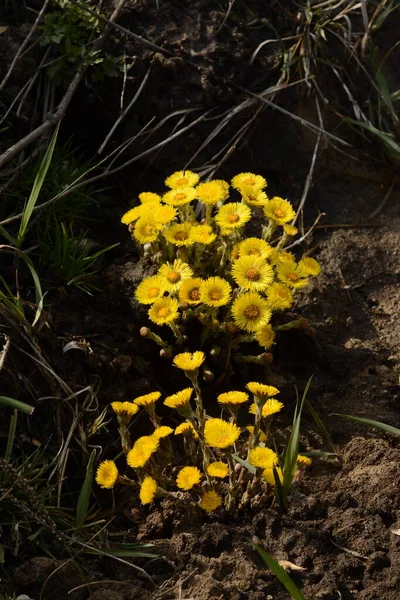 Two Bright Yellow Bushes Coltsfoot Flowers Sunny Day Growing Ground — Stock Photo, Image