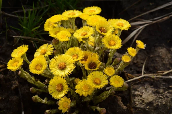 Bush Yellow Coltsfoot Flowers Sunny Day Grows Earth Herbs Medical — ストック写真