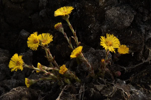 Coltsfoot Plant Long Used Herbal Medicine Foalfoot Flowers Grow Earth — ストック写真