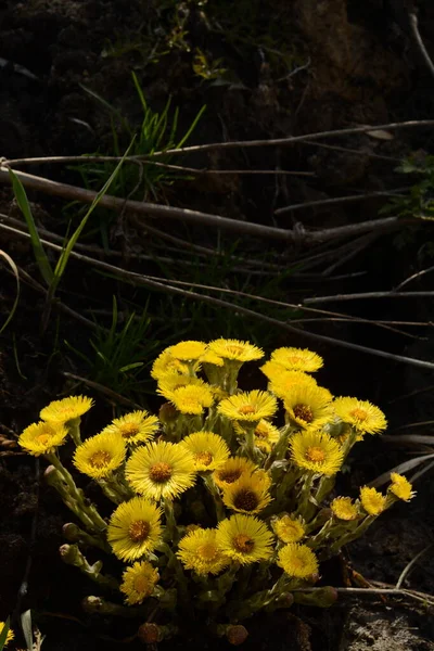 Jasnożółty Krzak Kwiatów Coltsfoot Słoneczny Dzień Kwiaty Tussilago Ziołami Zastosowań — Zdjęcie stockowe