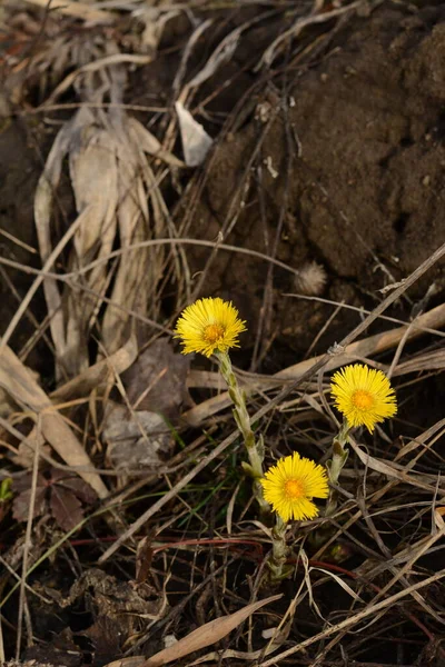 Цветы Coltsfoot Растут Земли Между Сухой Травой Желтые Весенние Травы — стоковое фото