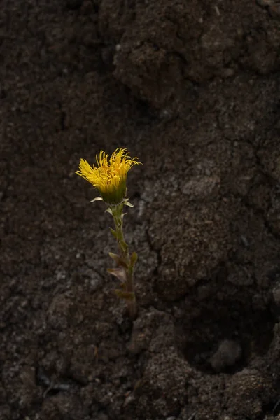 One Yellow Tussilago Flower Grows Ground Yellow Spring Herbs Medical — ストック写真