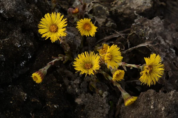 Coltsfoot Flowers Grow Ground Yellow Spring Herbs Medical Use — ストック写真