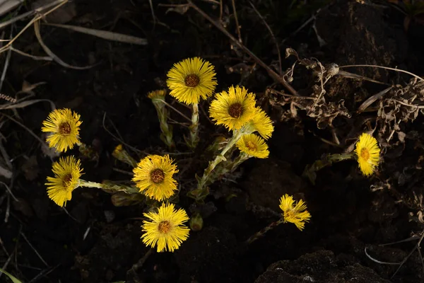 Coltsfoot Flowers Grow Ground Dry Grass View Top Yellow Spring — ストック写真