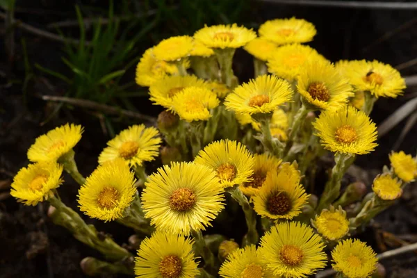 Bush Yellow Coltsfoot Flowers Closeup Spring Herbs Medical Use Foalfoot — ストック写真