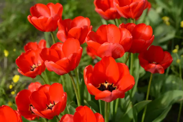 Blooming Beautiful Red Tulips Close Background Green Grass Tulips Spring Stock Picture