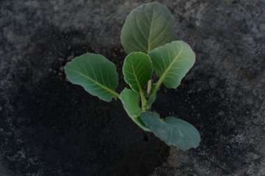 Lahana filizi yakın plan. Vejetaryen yemeği için bitkiler. Mutfak bahçesindeki lahana tohumları kara topraktan yetişiyor. Ekolojik koşullarda evde yetişen sebzeler.. 