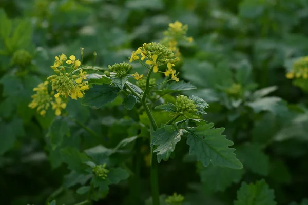 Mustard Flower Closeup Field Young Flowering Spice — Stock Photo, Image