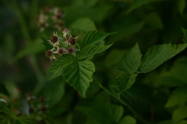 Flor Frambuesa Primer Plano Sobre Fondo Hojas Bayas Útiles Ecológicas — Foto de Stock