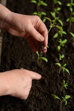 Kadın elinde, yere nakledilmeden önce siyah toprakta yetişen genç filizlerin arka planında genç yeşil bir domates filizini tutuyor. Evde sebze yetiştiriyorum..