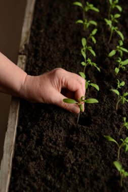Domates fideleri kara toprakta yetişiyor. Mutfak bahçesi için ekolojik koşullarda küçük yeşil domates filizleri evde yetiştirilir. Sağlıklı yiyecekler için sebze yetiştirmek.