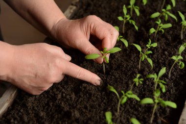 Woman transplants tomato seedlings in a wooden box filled with soil closeup. Young green tomato sprouts are grown from seeds at home. Growing vegetables in the house for transplanting to the garden.