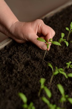 Mutfak bahçesine nakil için domates fideleri. Küçük yeşil sebze filizleri evdeki siyah toprakta, kapalı alandaki ahşap kutuda yetişiyor. Toprakta domates yetişiyor..