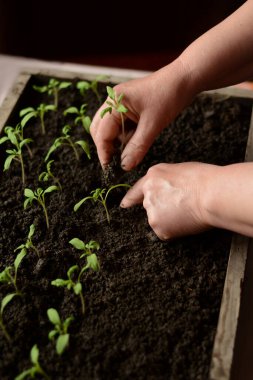 Domates fidelerini tahta kutunun içine daldırıp kadın eliyle kara toprağa gömmek. Mutfak bahçesine nakil için evin içinde ahşap bir kutuda sebze yetiştirmek. Sağlıklı yemek..