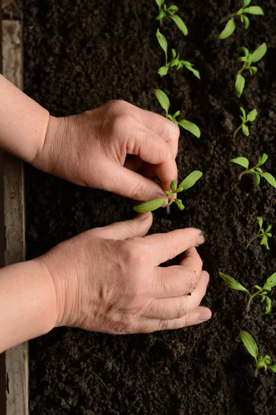 Kadın içi toprak dolu tahta bir kutuda domates fideleri naklediyor. Evdeki tohumlardan küçük yeşil domates filizleri yetiştirilir. Organ nakli için kara toprağın olduğu kutuda sebze yetiştiriyorum..