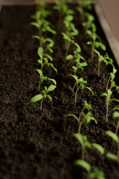 Tomato Seedlings Transplanting Kitchen Garden Small Green Sprouts Vegetables Growing —  Fotos de Stock