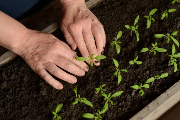 Kadın içi toprak dolu tahta bir kutuda domates fideleri naklediyor. Genç yeşil domates filizleri evdeki tohumlardan yetiştirilir. Evde sebze yetiştiriyorum. İçinde kara toprak olan bir kutuda..