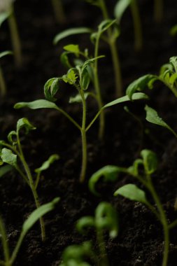 Domates fideleri. Genç sulu yeşil sebze filizleri siyah toprakta yan yana büyür. Mutfak bahçesine nakil için fidelerin hazırlanması. Evde sebze yetiştiriyorum..