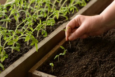 Bahçıvanın eli, üzerinde toprak olan tahta bir kutuya nakledilmeden önce küçük bir domates tohumu tutuyor. Tarım endüstrisi ve sağlıklı yiyecekler. Mutfak bahçesi için evde sebze yetiştiriyorum..